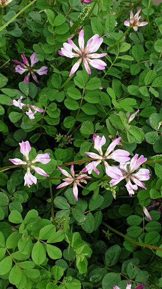 더좋은세상농원님의 자유주제 · 건의해요 작성글 사진