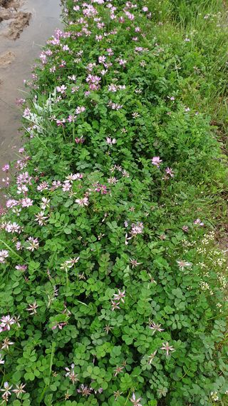 더좋은세상농원님의 자유주제 · 건의해요 작성글 사진