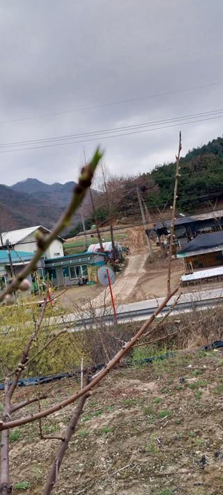 류남열님의 복숭아 · 병해충상담 작성글 사진