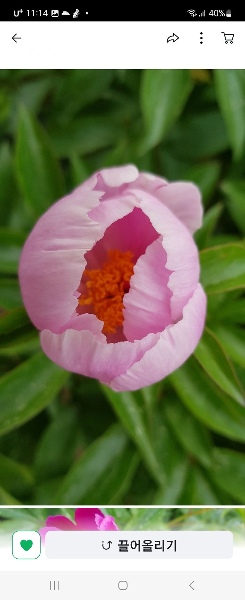 장터 상품 [작약6년생1덩이] 썸네일