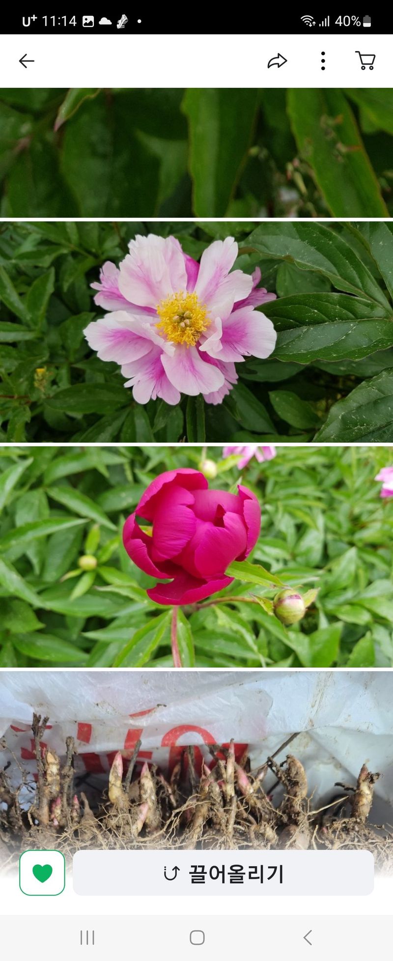 장흥 모경화 님의 장터 판매 상품 [작약6년생1덩이] 첨부 사진