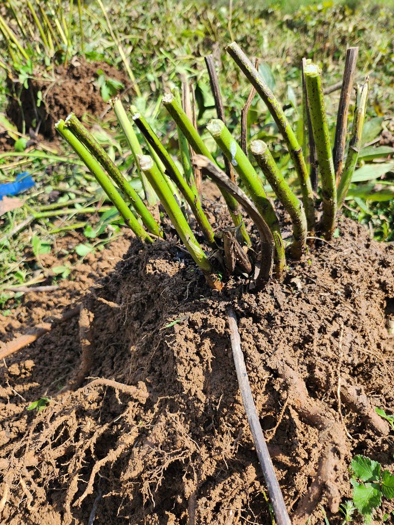 장흥 모경화 님의 장터 판매 상품 [작약6년생1덩이] 첨부 사진