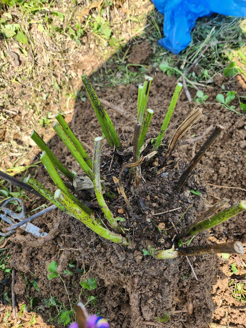 장흥 모경화 님의 장터 판매 상품 [작약6년생1덩이] 첨부 사진