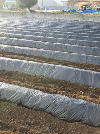 김기자(흰구름농원)님의 옥수수 · 영농일지 작성글 사진