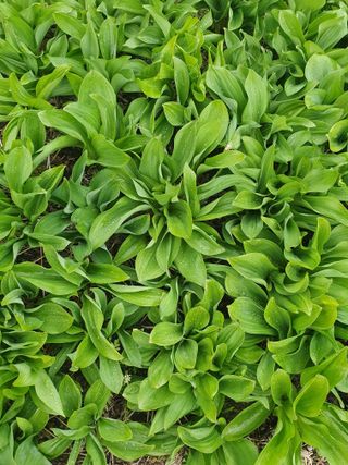 김기자(흰구름농원)님의 기타작물 · 영농일지 작성글 사진