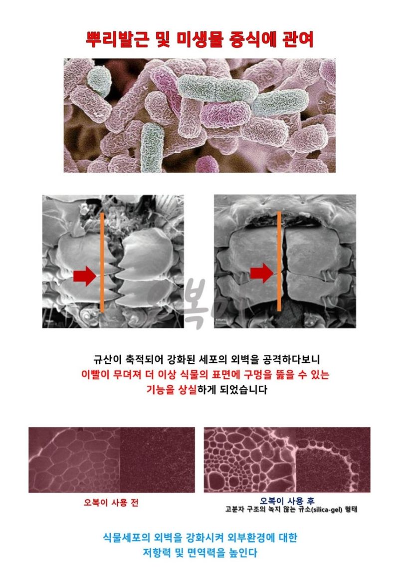대산농사대장님의 장터 판매 상품 [오복이플러스 규산유황 영양제 5L 붕산칼슘] 첨부 사진