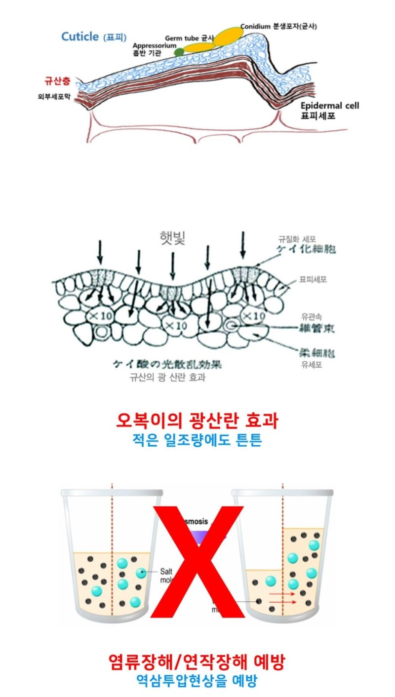 대산농사대장님의 장터 판매 상품 [오복이플러스 규산유황 영양제 5L 붕산칼슘] 첨부 사진
