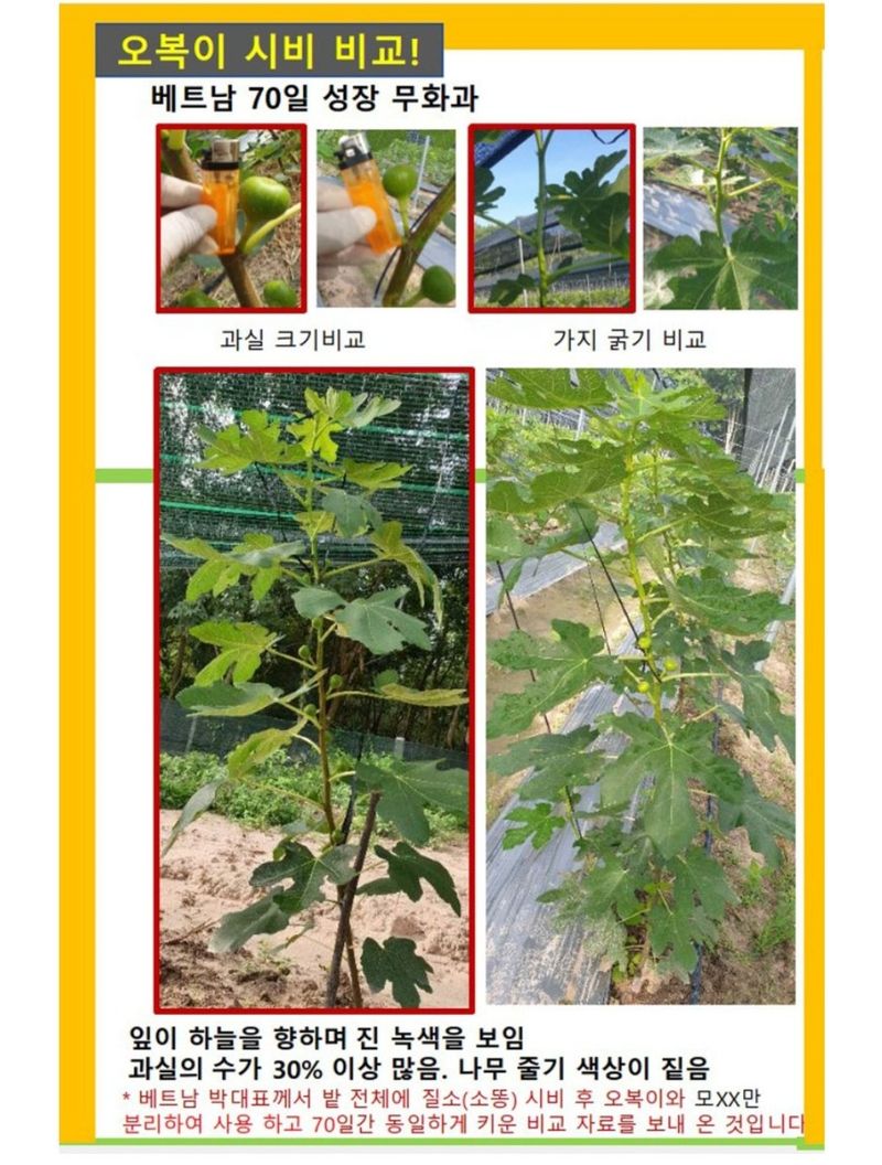 대산농사대장님의 장터 판매 상품 [오복이플러스 규산유황 영양제 5L 붕산칼슘] 첨부 사진