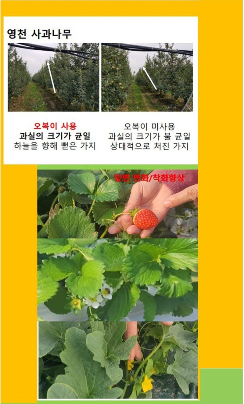 대산농사대장님의 장터 판매 상품 [오복이플러스 규산유황 영양제 5L 붕산칼슘] 첨부 사진