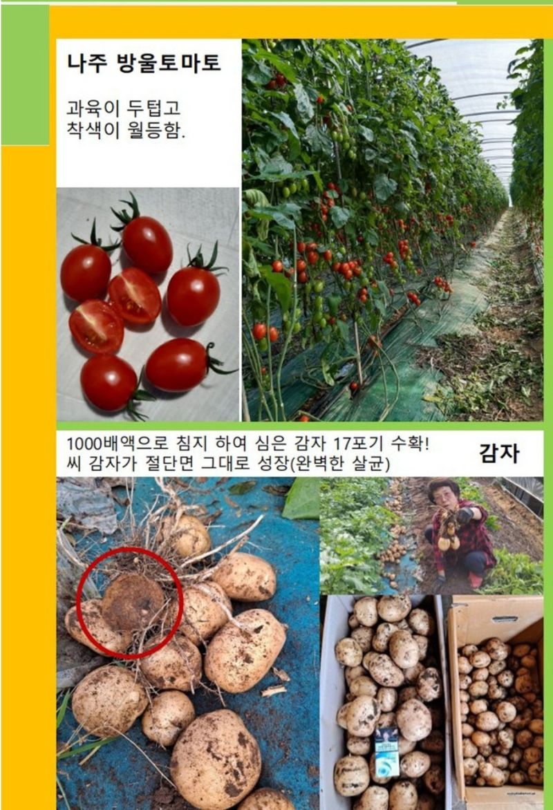 대산농사대장님의 장터 판매 상품 [오복이플러스 규산유황 영양제 5L 붕산칼슘] 첨부 사진