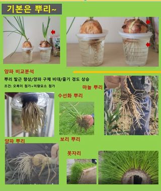 대산농사대장님의 작성글 사진