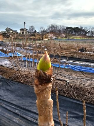 박지우님의 두릅 · 영농일지 작성글 사진