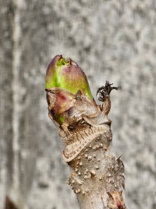 박지우님의 두릅 · 영농일지 작성글 사진