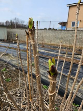 박지우님의 두릅 · 영농일지 작성글 사진