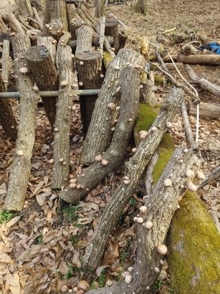 정영덕님의 버섯 · 시세•판로 작성글 사진