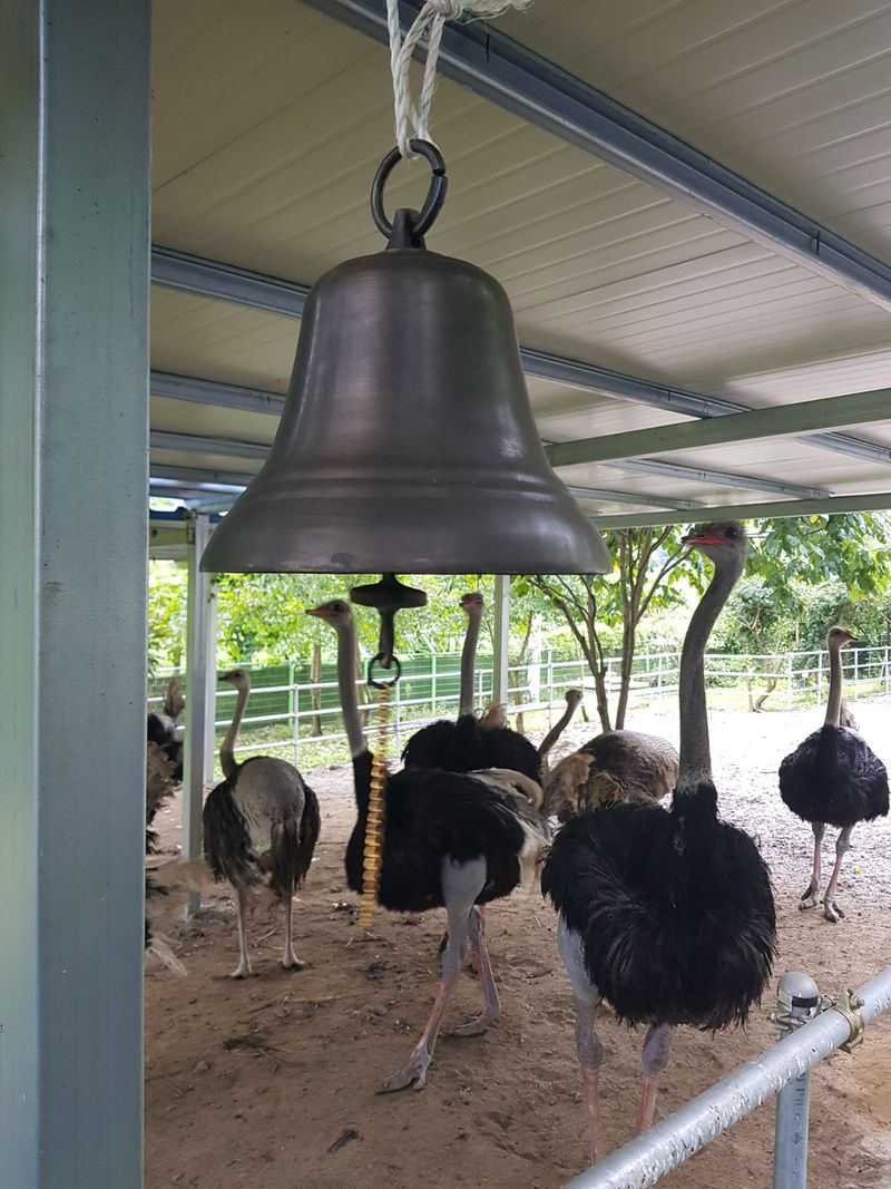 도울농장 이원용님의 장터 판매 상품 [타조알 1.2kg~1.5kg 할인판매. ] 첨부 사진