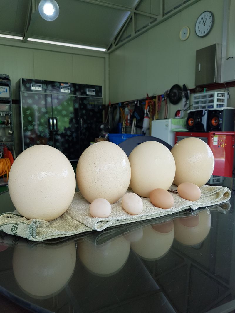 도울농장 이원용님의 장터 판매 상품 [타조알 1.2kg~1.5kg 할인판매. ] 첨부 사진