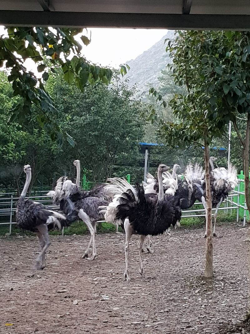 도울농장 이원용님의 장터 판매 상품 [타조알 1.2kg~1.5kg 할인판매. ] 첨부 사진