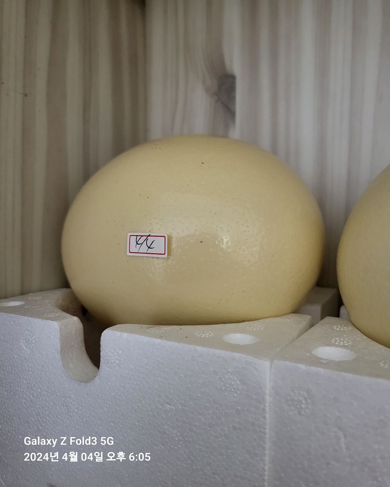 도울농장 이원용님의 장터 판매 상품 [타조알 1.2kg~1.5kg 할인판매. ] 첨부 사진