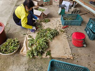 두릅나무5933님의 두릅 · 영농일지 작성글 사진