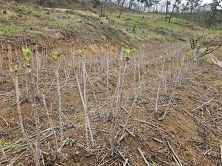 두릅나무5933님의 두릅 · 영농일지 작성글 사진