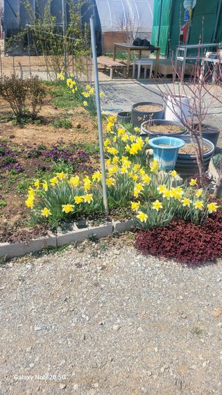 제주농부님의 참깨 · 영농일지 작성글 사진