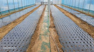 제주농부님의 참깨 · 영농일지 작성글 사진