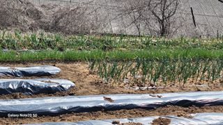 제주농부님의 참깨 · 영농일지 작성글 사진