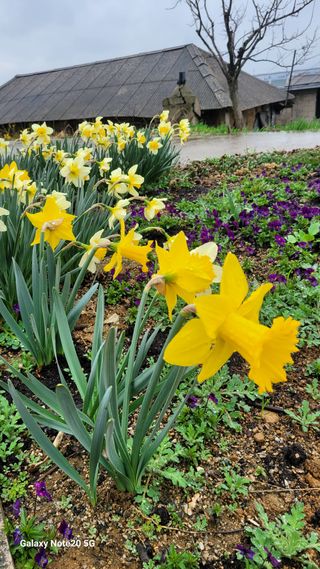 제주농부님의 참깨 · 영농일지 작성글 사진