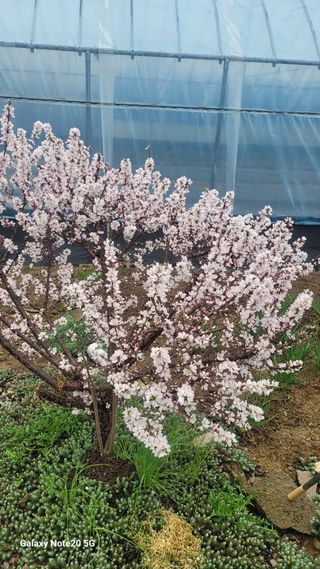 제주농부님의 참깨 · 영농일지 작성글 사진