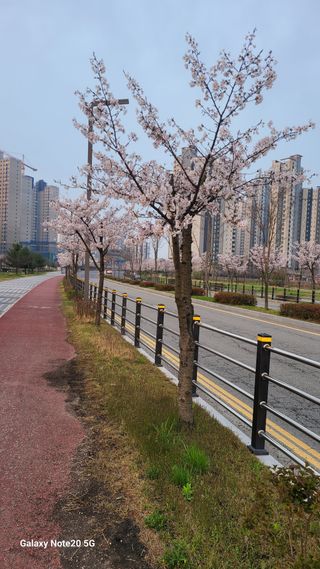 제주농부님의 참깨 · 영농일지 작성글 사진