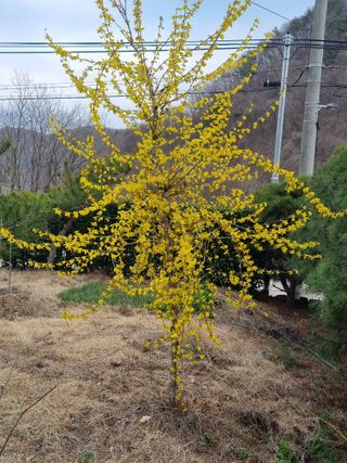 복사꽃마을 이창식님의 자유주제 · 자유게시판 작성글 사진