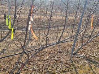 복사꽃마을 이창식님의 자유주제 · 자유게시판 작성글 사진