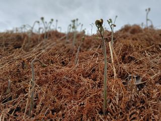 안길원님의 4월 내 작물 자랑하기 · 참여글 작성글 사진