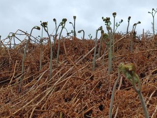 안길원님의 4월 내 작물 자랑하기 · 참여글 작성글 사진