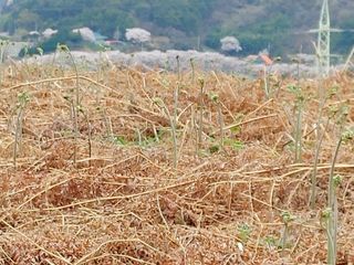안길원님의 4월 내 작물 자랑하기 · 참여글 작성글 사진