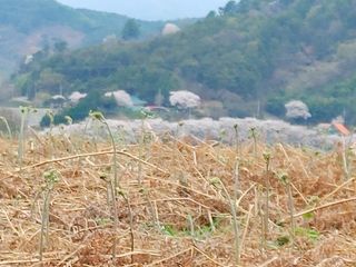 안길원님의 4월 내 작물 자랑하기 · 참여글 작성글 사진