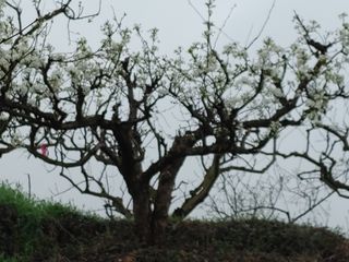 안길원님의 4월 내 작물 자랑하기 · 참여글 작성글 사진