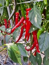 팜모닝 팜모닝·출석 게시글 이미지