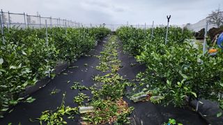 김병석님의 4월 내 작물 자랑하기 · 참여글 작성글 사진