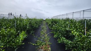 김병석님의 4월 내 작물 자랑하기 · 참여글 작성글 사진