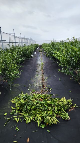 김병석님의 4월 내 작물 자랑하기 · 참여글 작성글 사진