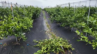 김병석님의 4월 내 작물 자랑하기 · 참여글 작성글 사진