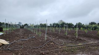 김병석님의 4월 내 작물 자랑하기 · 참여글 작성글 사진
