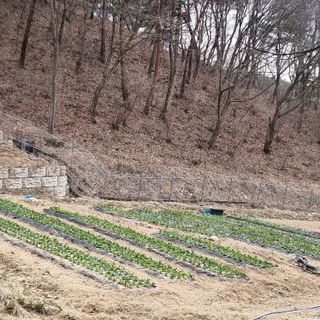 이종권님의 4월 내 작물 자랑하기 · 참여글 작성글 사진