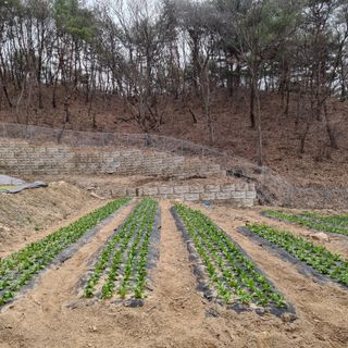 이종권님의 4월 내 작물 자랑하기 · 참여글 작성글 사진