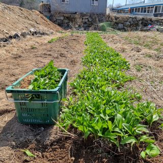 이종권님의 4월 내 작물 자랑하기 · 참여글 작성글 사진