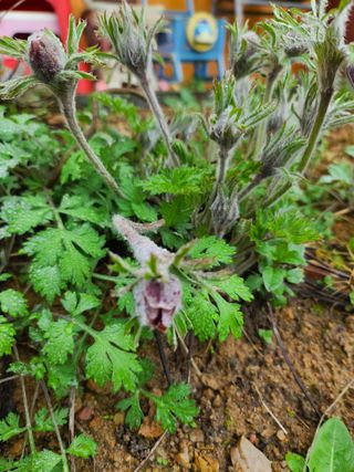 경희아짐님의 자유주제 · 자유게시판 작성글 사진