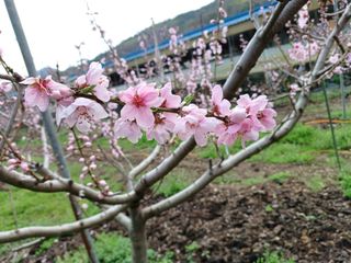 배경수 님의 자유주제 · 자유게시판 작성글 사진