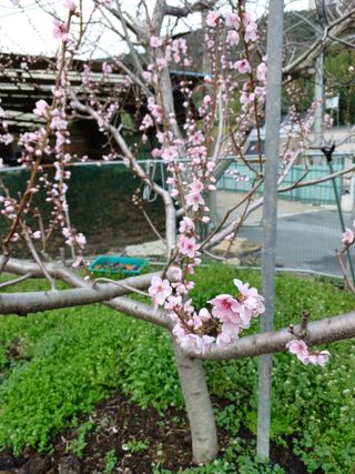 배경수 님의 자유주제 · 자유게시판 작성글 사진